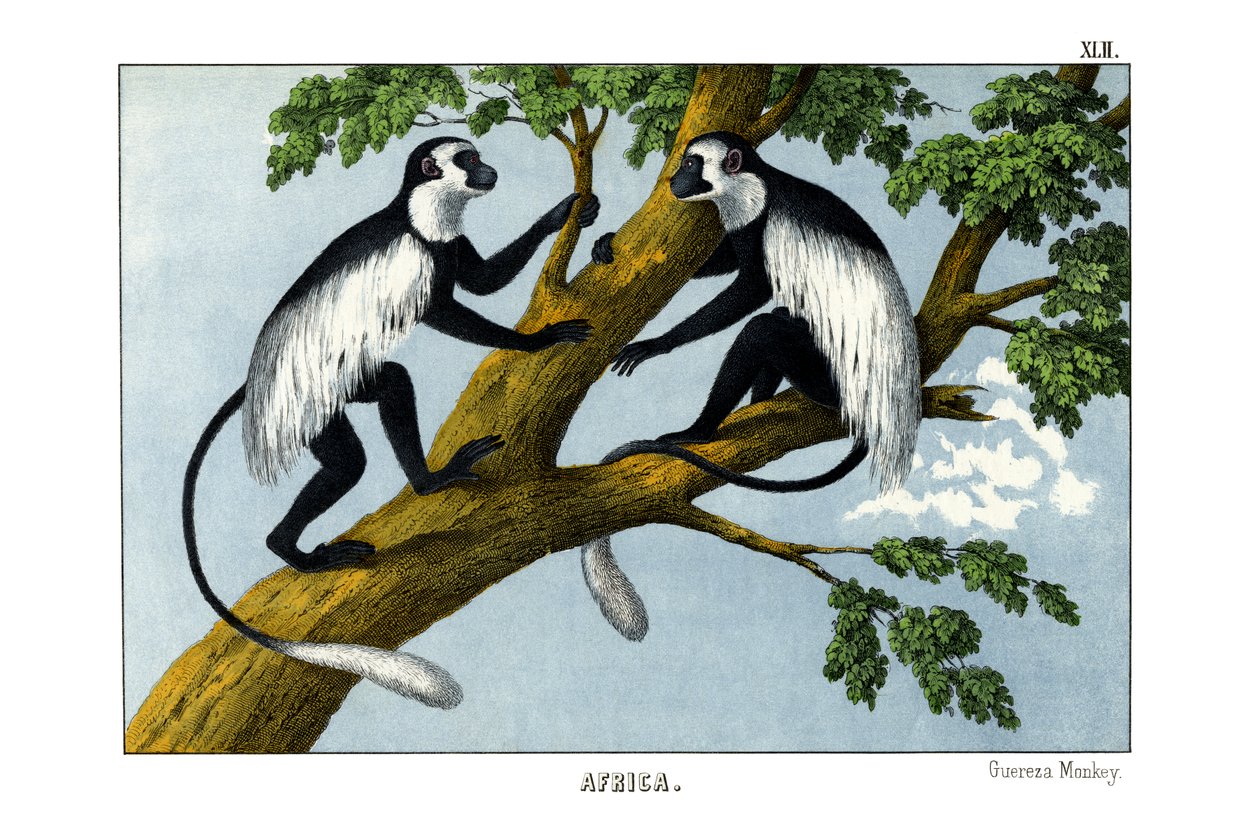 Monkey Guereza autorstwa English School