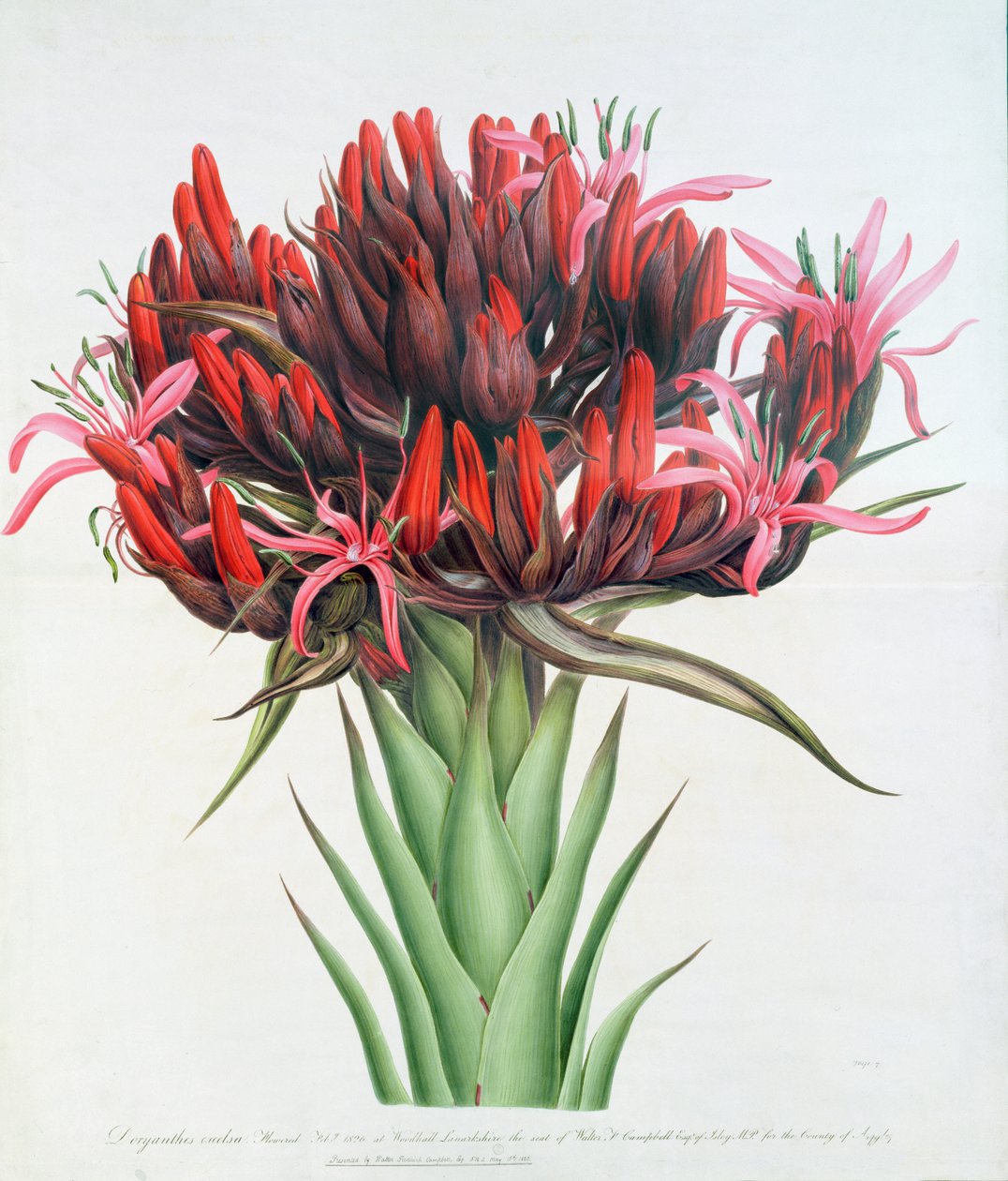 Lilia Gymea, 1826 (wc na papierze) autorstwa English School