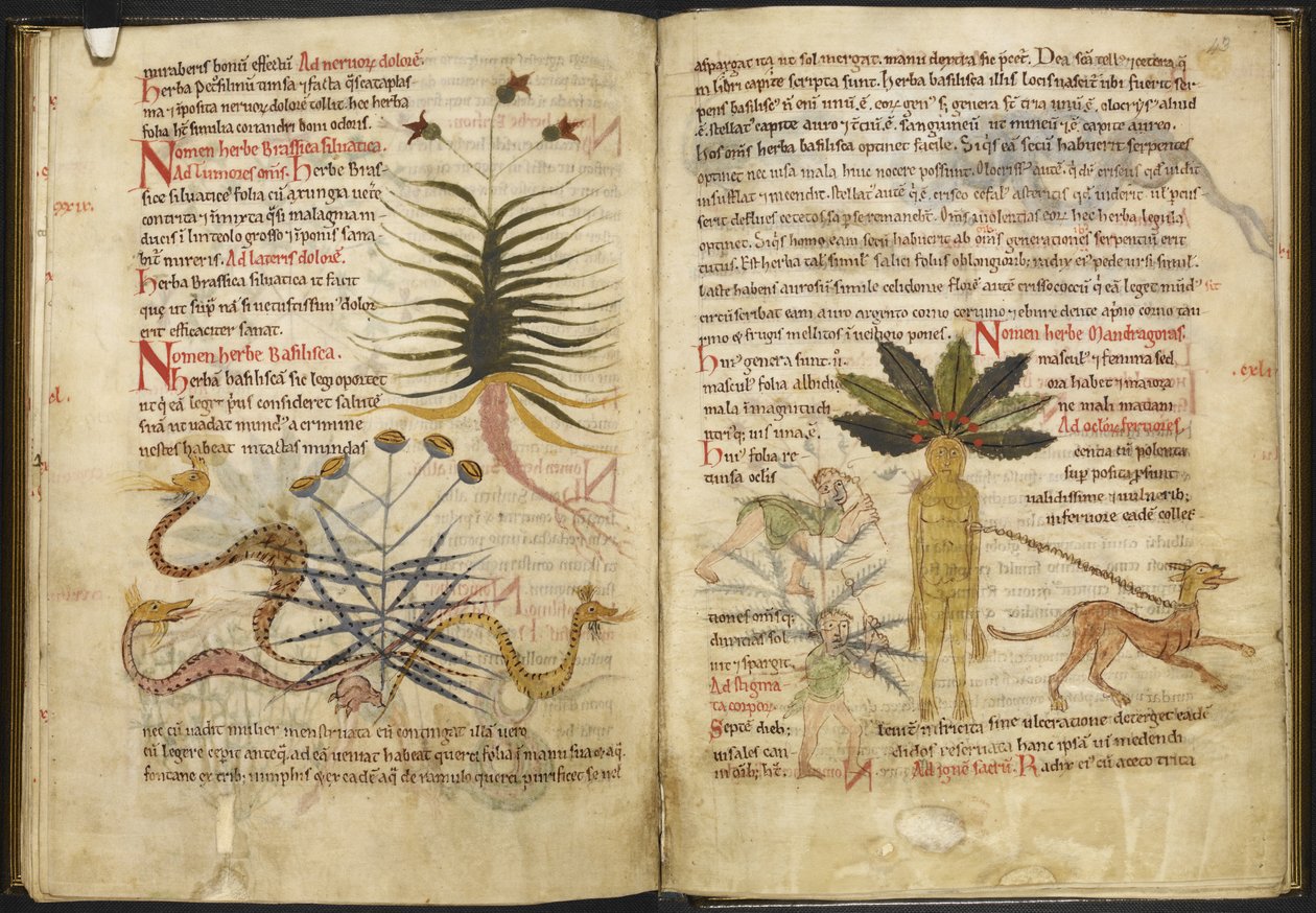 Harley MS 5294 ff.42v do 43r Strony na temat ziół z „Kompleksu Pseudo-Apulejusza” (tusz i kolor na welinie) autorstwa English School