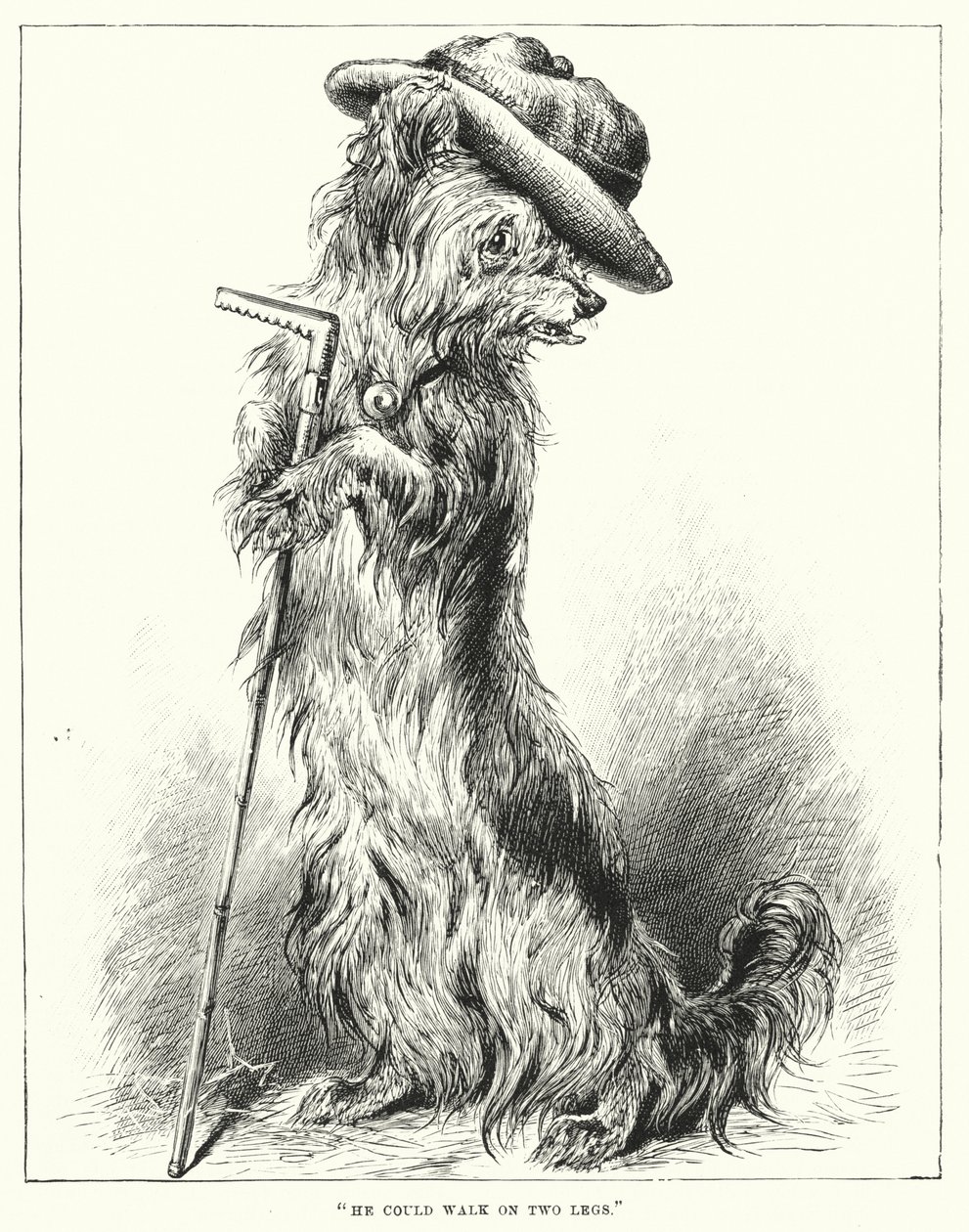 Mógł chodzić na dwóch nogach (grawerunek) autorstwa English School