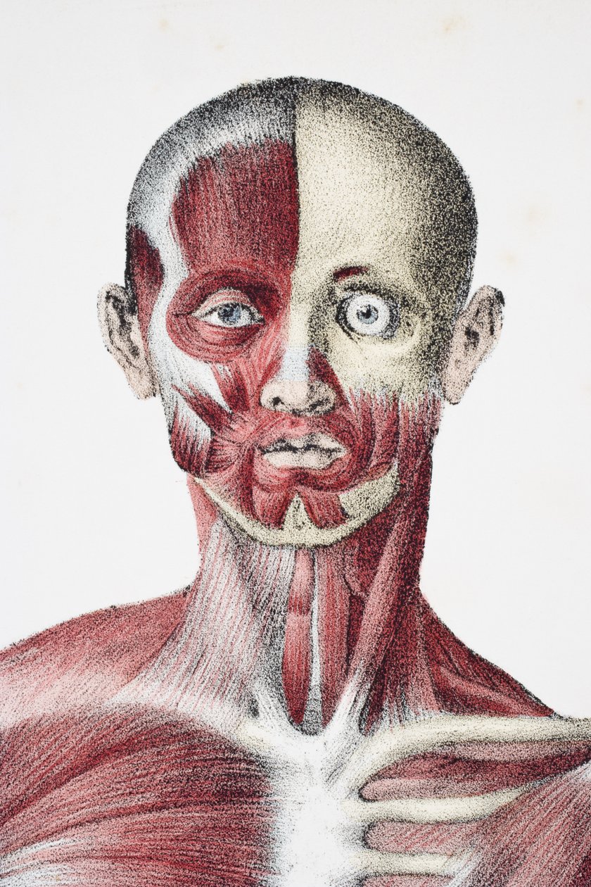 Głowa i ramiona męskiego ciała ludzkiego ukazujące ścięgna mięśniowe i kości, z The Vessels of the Human Body, pod redakcją Jones Quain i Williama Wilsona, opublikowanej przez Taylora i Watsona, Londyn w 1837 r. autorstwa English School
