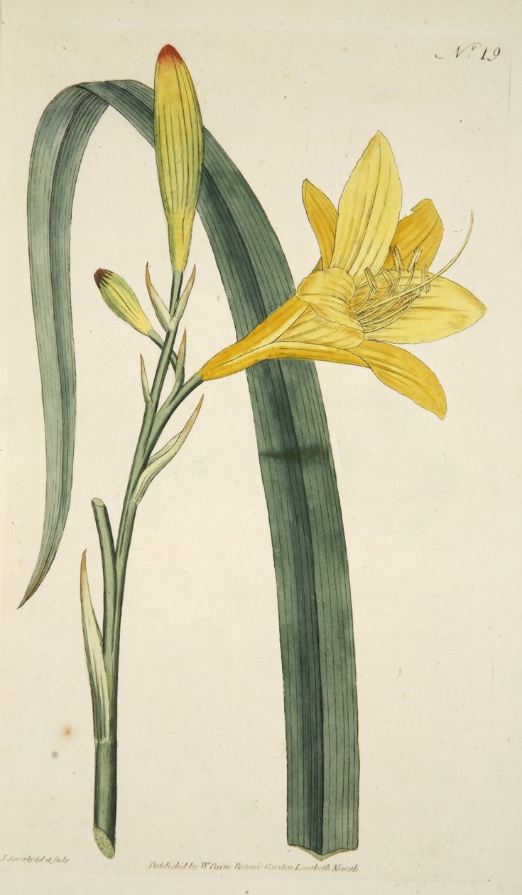 Hemerocallis Flava (żółta lilia dzienna) z The Botanical Magazine lub Flower Garden Displayed, wyd. 1796 (grawerowanie ręcznie kolorowane) autorstwa English School