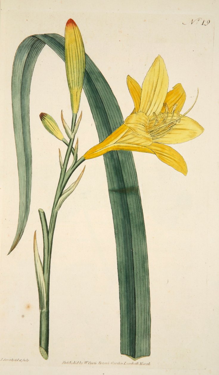 Hemerocallis Flava Yellow Day Lily, wyd. 1796 ręcznie kolorowane grawerowanie. autorstwa English School
