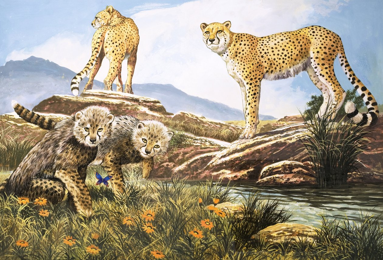 High-Speed Hunter, The Cheetah, ilustracja z Nature