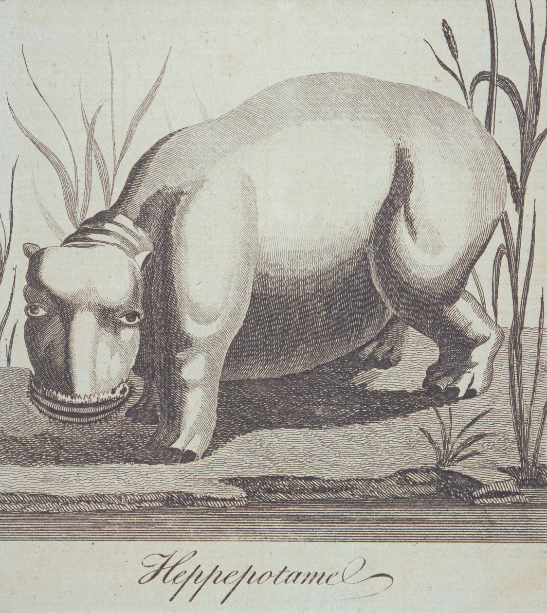 Hipopotam, z The Gentlemans Magazine, opublikowany w grudniu 1772 r. autorstwa English School
