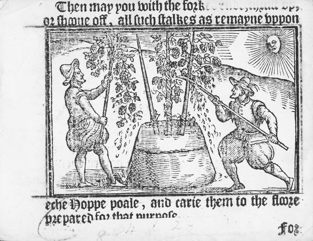 Uprawa chmielu, z „Vade mecum, Perfite Platform of Hoppe Garden” Reynoldsa Scotta, 1576 autorstwa English School
