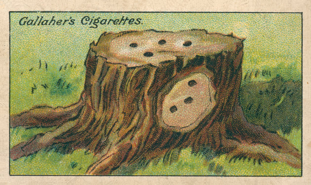 Jak zabić pień drzewa (chromolitho) autorstwa English School