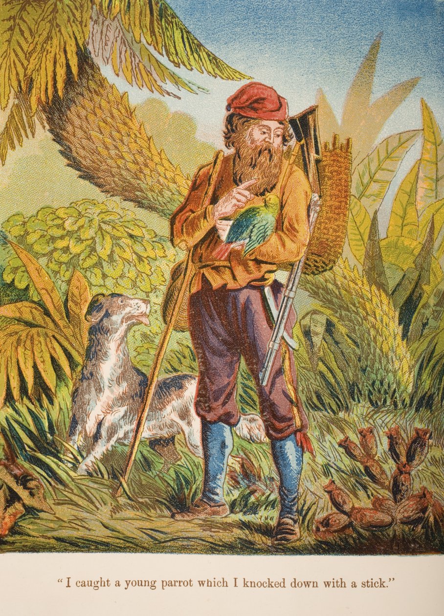 „Złapałem młodą papugę, którą powaliłem kijem”, ilustracja z „Robinson Crusoe” Daniela Defoe (1660-1731) c. 1860 (chromolitho) autorstwa English School