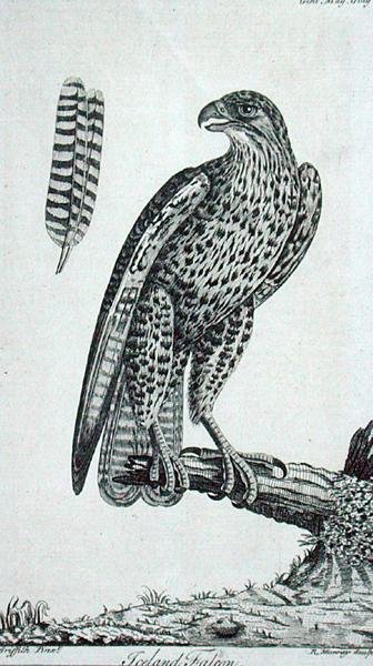 Sokół islandzki (Falcon Rusticolus), z „The Gentleman
