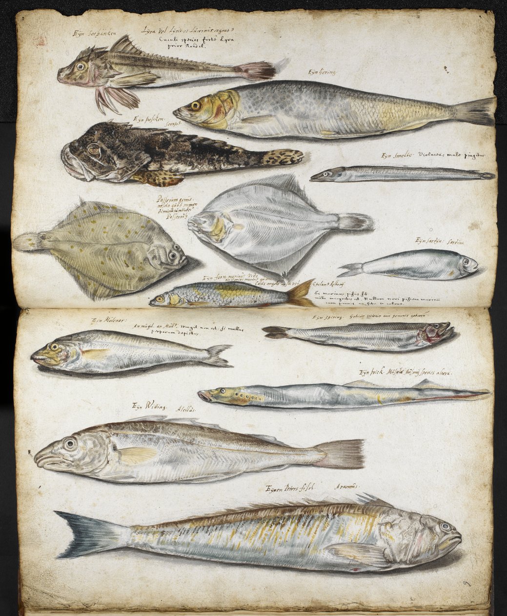 Ilustracje odnoszące się do De Historia Piscium, John Ray, c.1686 (akwarela na papierze) autorstwa English School