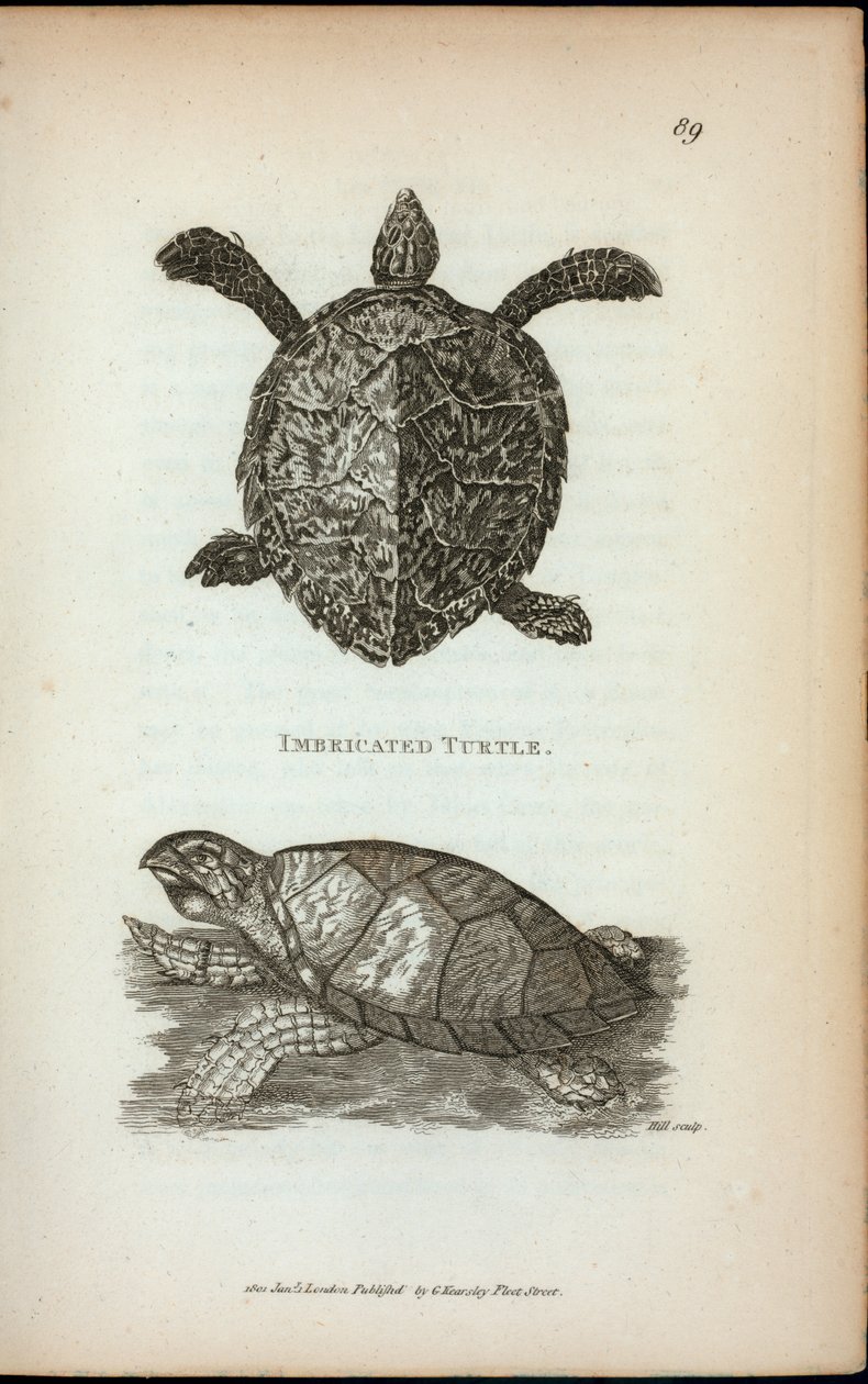 Imbricated Turtle, z „Wykładów zoologicznych wygłoszonych w instytucji królewskiej w latach 1806 i 1807” George