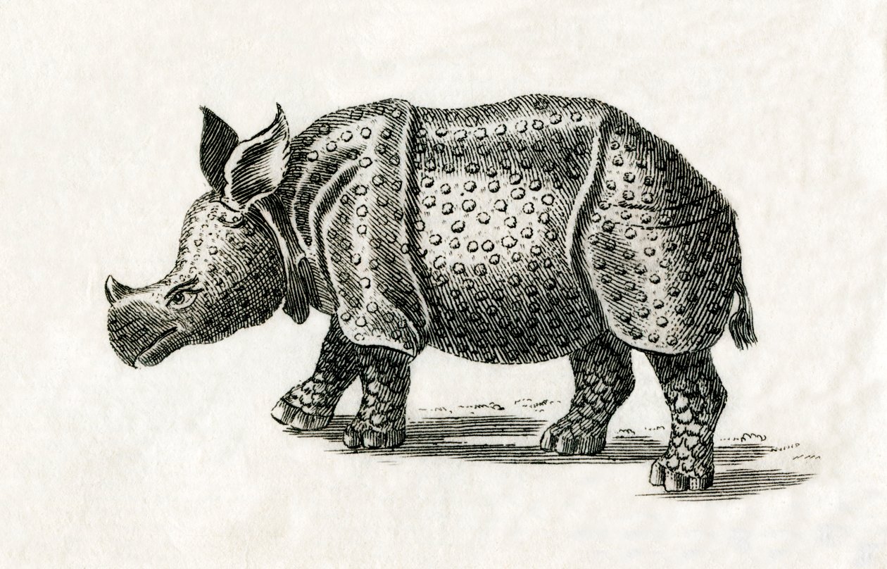 Nosorożec indyjski lub nosorożec jednorożny większy, Rhinoceros unicornis, z XVIII-wiecznego druku (grafika) autorstwa English School