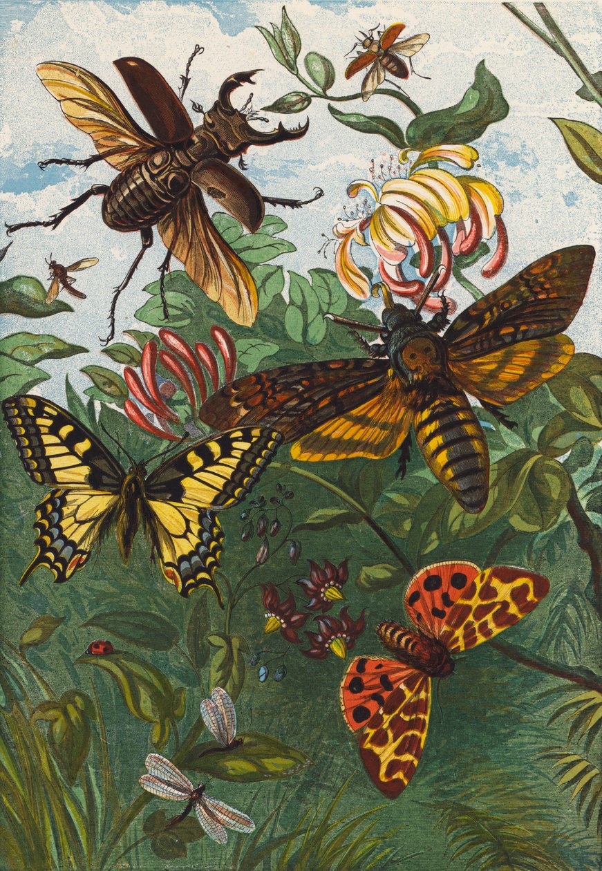 Owady (litografia kolorowa) autorstwa English School