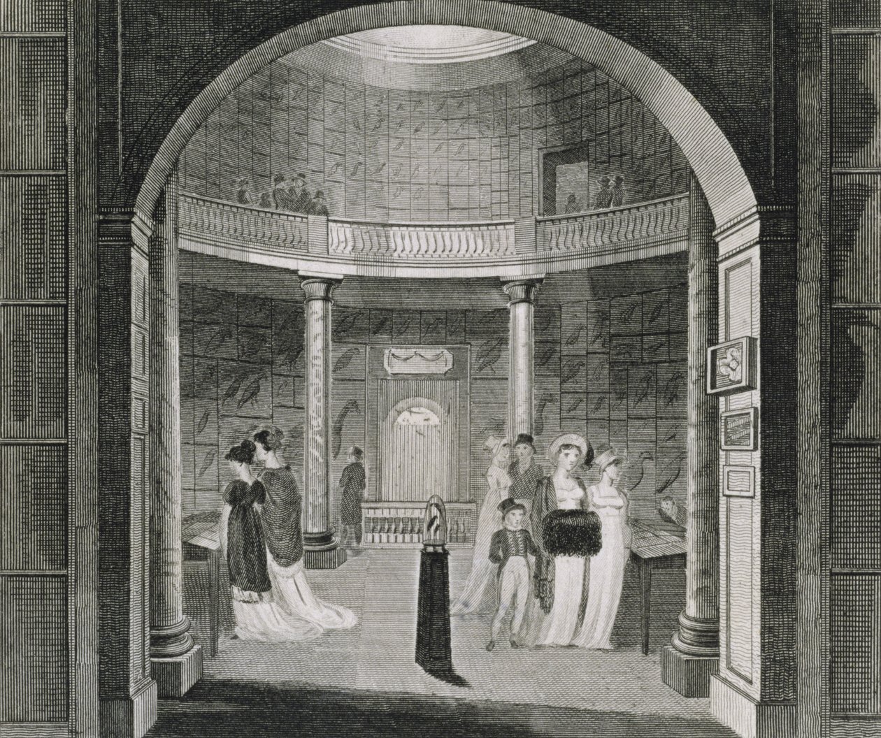 Widok wnętrza Muzeum Leverian, 1806 autorstwa English School