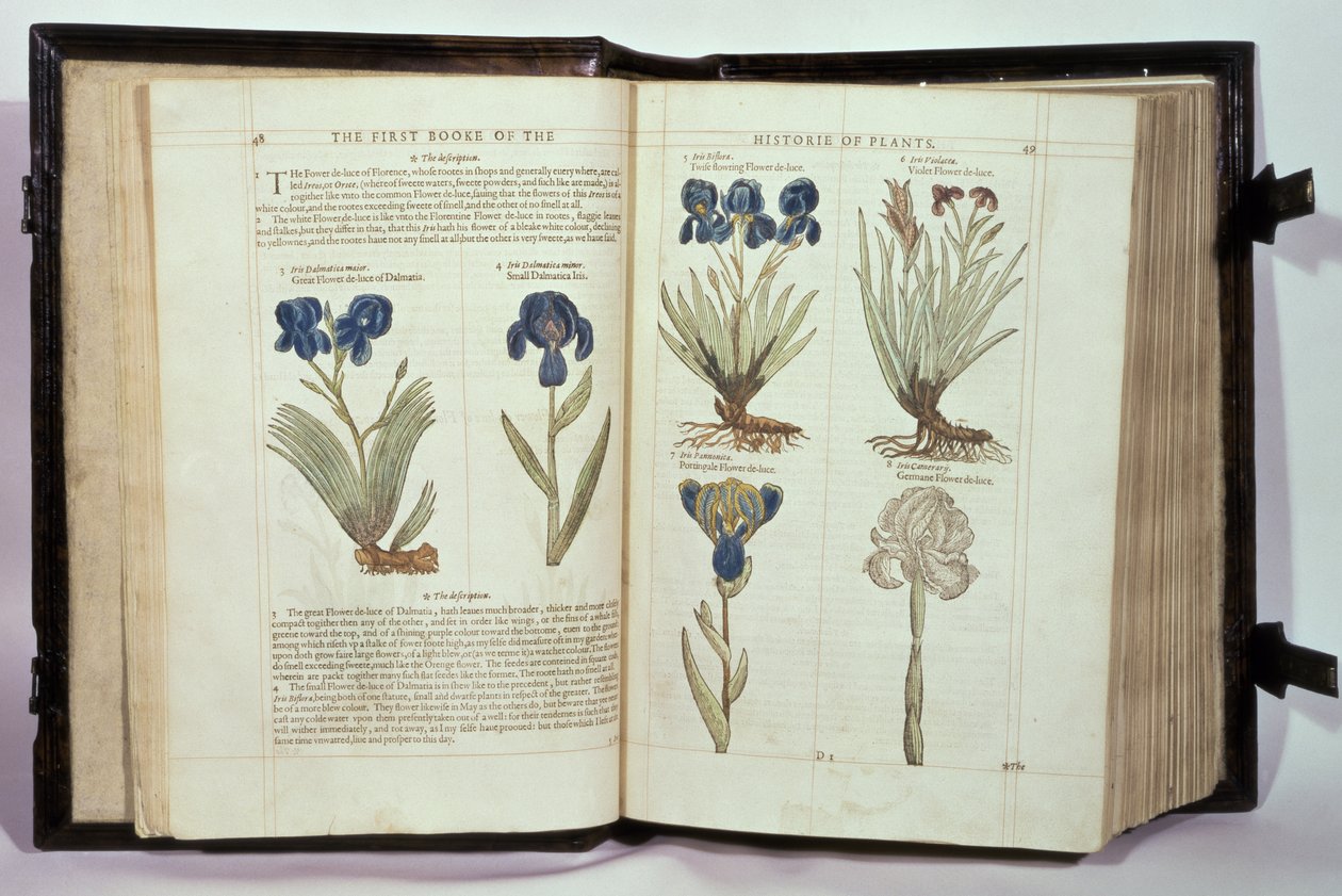 Iris (Flowers de-luce), sześć odmian z „Pierwszej księgi historii roślin” Johna Gerarda, opublikowanej 1597 autorstwa English School