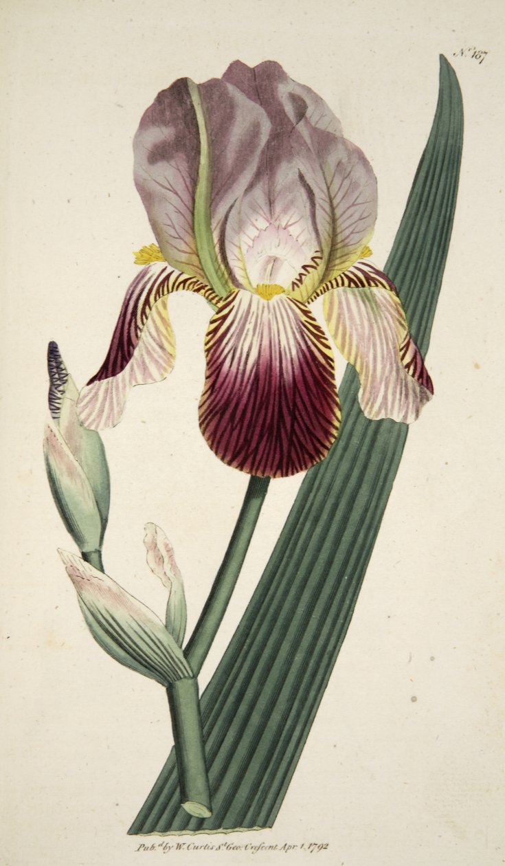 Iris Sambucina (Iris Starszy Zapach), z The Botanical Magazine lub Flower Garden Displayed, wyd. 1792 (grawerowanie ręcznie kolorowane) autorstwa English School