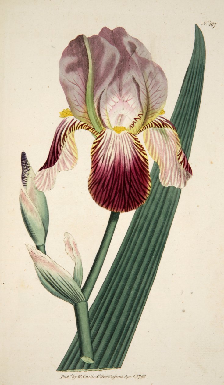 Iris Sambucina Elder Zapachowa Irys, wyd. 1792 ręcznie kolorowane grawerowanie. autorstwa English School