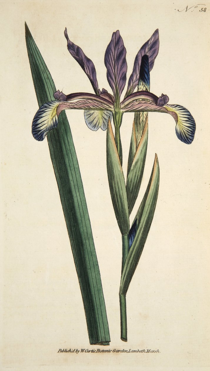 Iris Spuria (Spurious Iris), z The Botanical Magazine lub Flower Garden Displayed, wyd. 1790 (grawerowanie ręcznie kolorowane) autorstwa English School