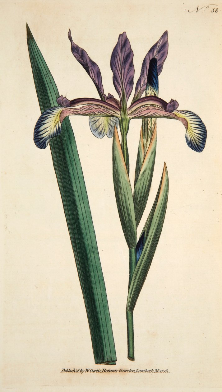 Iris Spuria Spurios Iris, wyd. 1790 ręcznie kolorowane grawerowanie. autorstwa English School