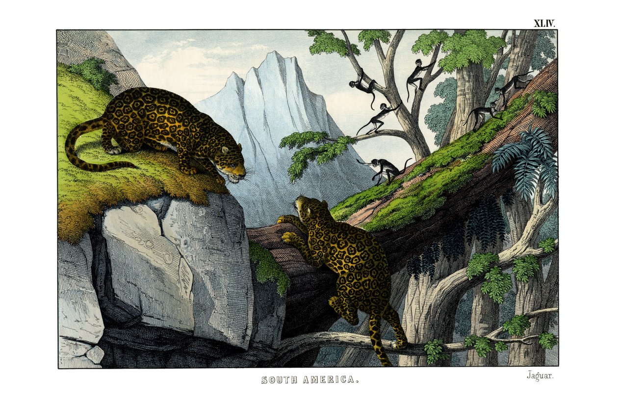Jaguar autorstwa English School