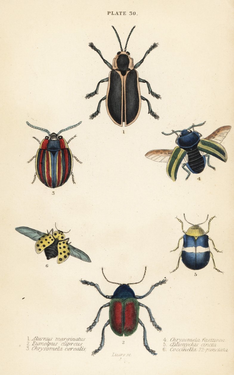 Chrząszcze liściaste: Alurnus marginatus 1, Eumolpus curpreus 2, Chrysolina cerealis 3, chrząszcz pokrzywowaty, Chrysolina fastuosa 4 autorstwa English School