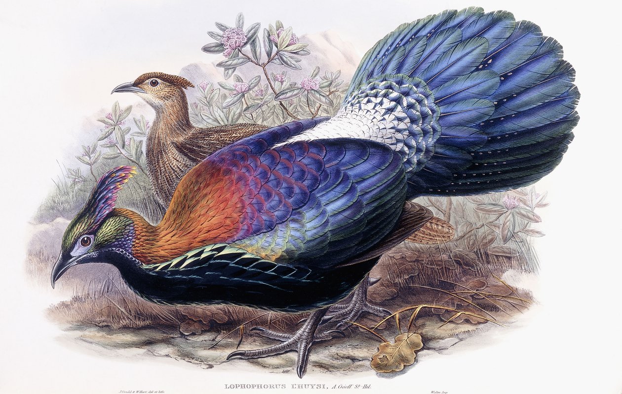 Lophophorus Lhuysii autorstwa English School