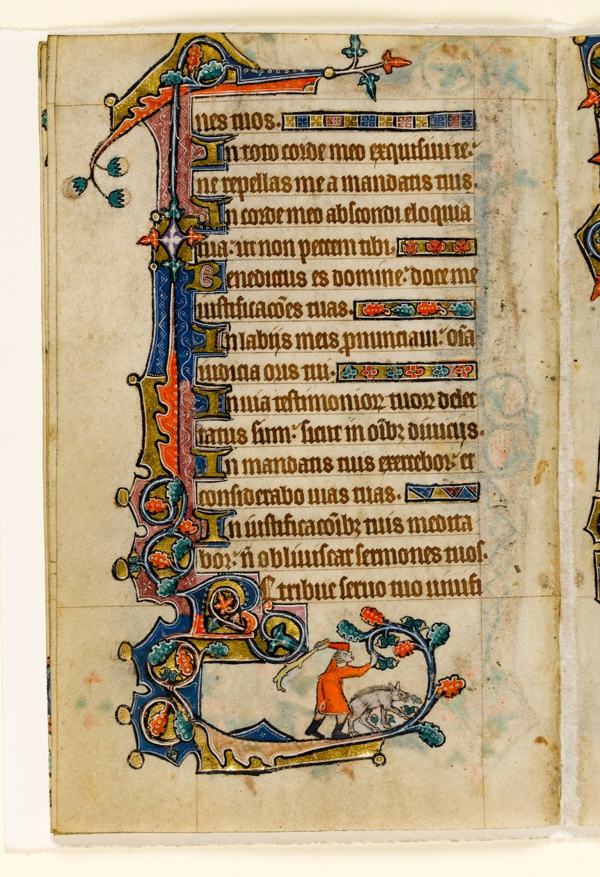 MS 1-2005, k.l. 170v: Swineherd strącający żołędzie dla świni, marginalna dekoracja z psałterza Macclesfield, Use of Sarum, East Anglia, c.1330 autorstwa English School