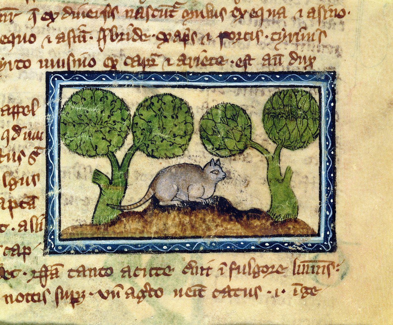 MS 379 f.12r Kot przykucnięty na kopcu ziemi, detal z Bestiariusza, angielski autorstwa English School