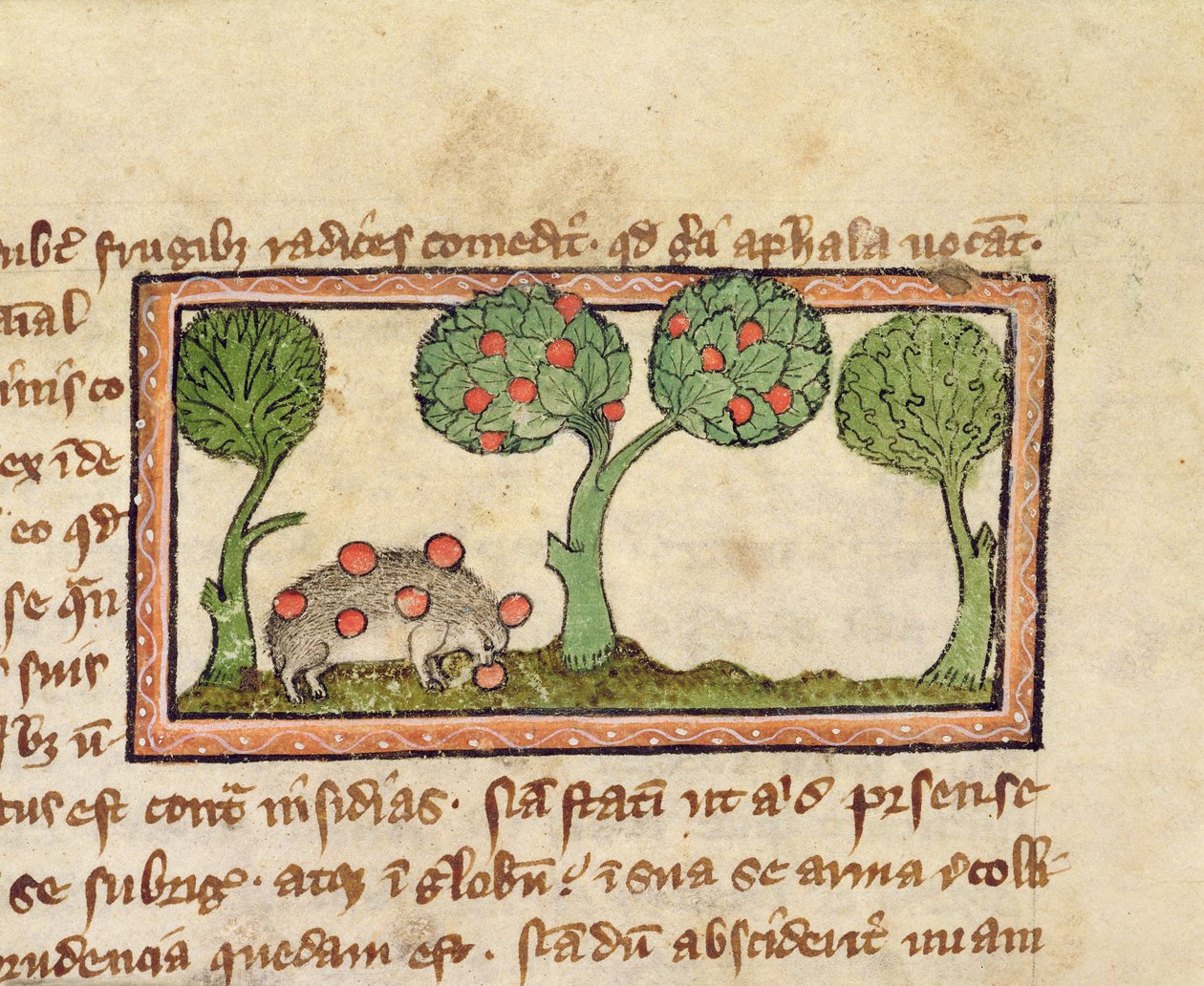 MS 379 f.13r Jeż zbierający jabłka, detal z bestiariusza, angielski autorstwa English School