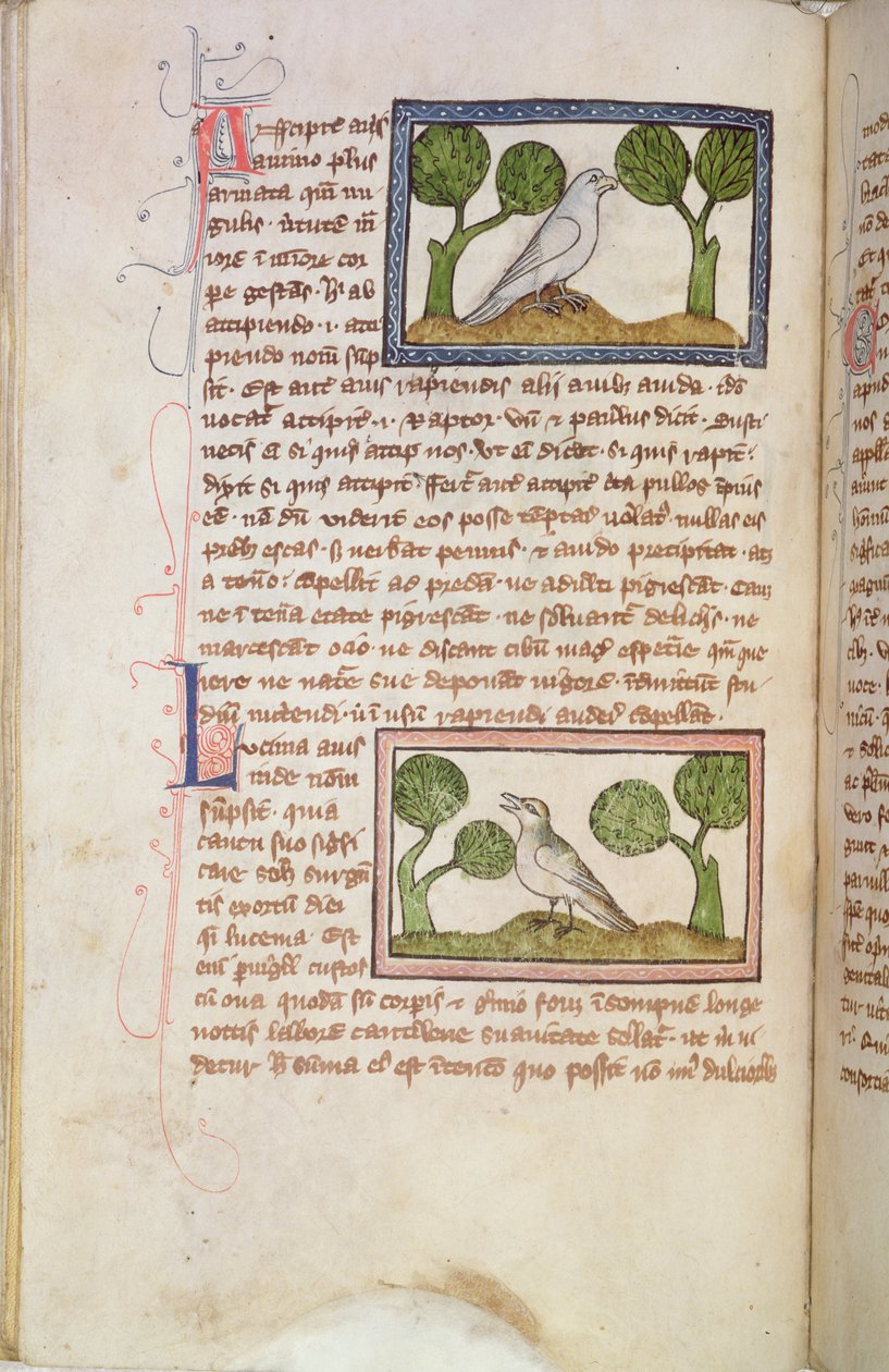 MS 379 f.22v Strona tekstu z białym jastrzębiem i słowikiem, z bestiariusza (welin) autorstwa English School