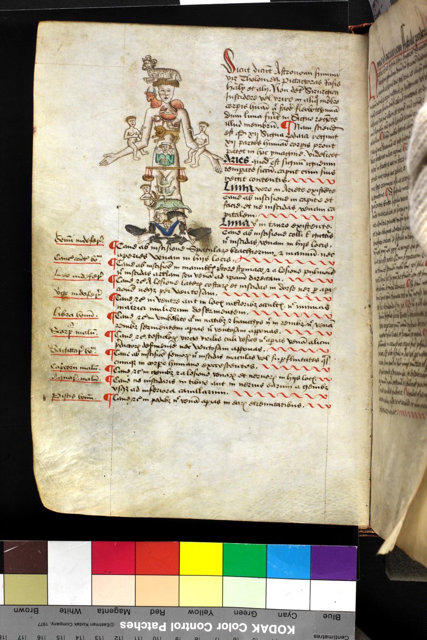 MS Hunter 251 f.47v, ilustracja „człowieka zodiaku”, ok. 1475-1500 (pióro i atrament oraz tempera na welinie) autorstwa English School