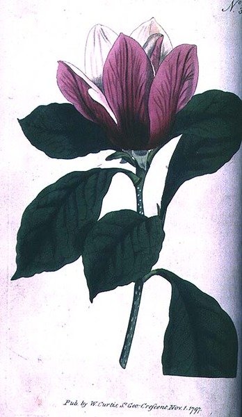 Magnolia (Magnolia purpurea), płyta 390 z „The Botanical Magazine” (lub „Flower Garden Displayed”) Williama Curtisa, wyd. 1792 (grawerowanie) autorstwa English School