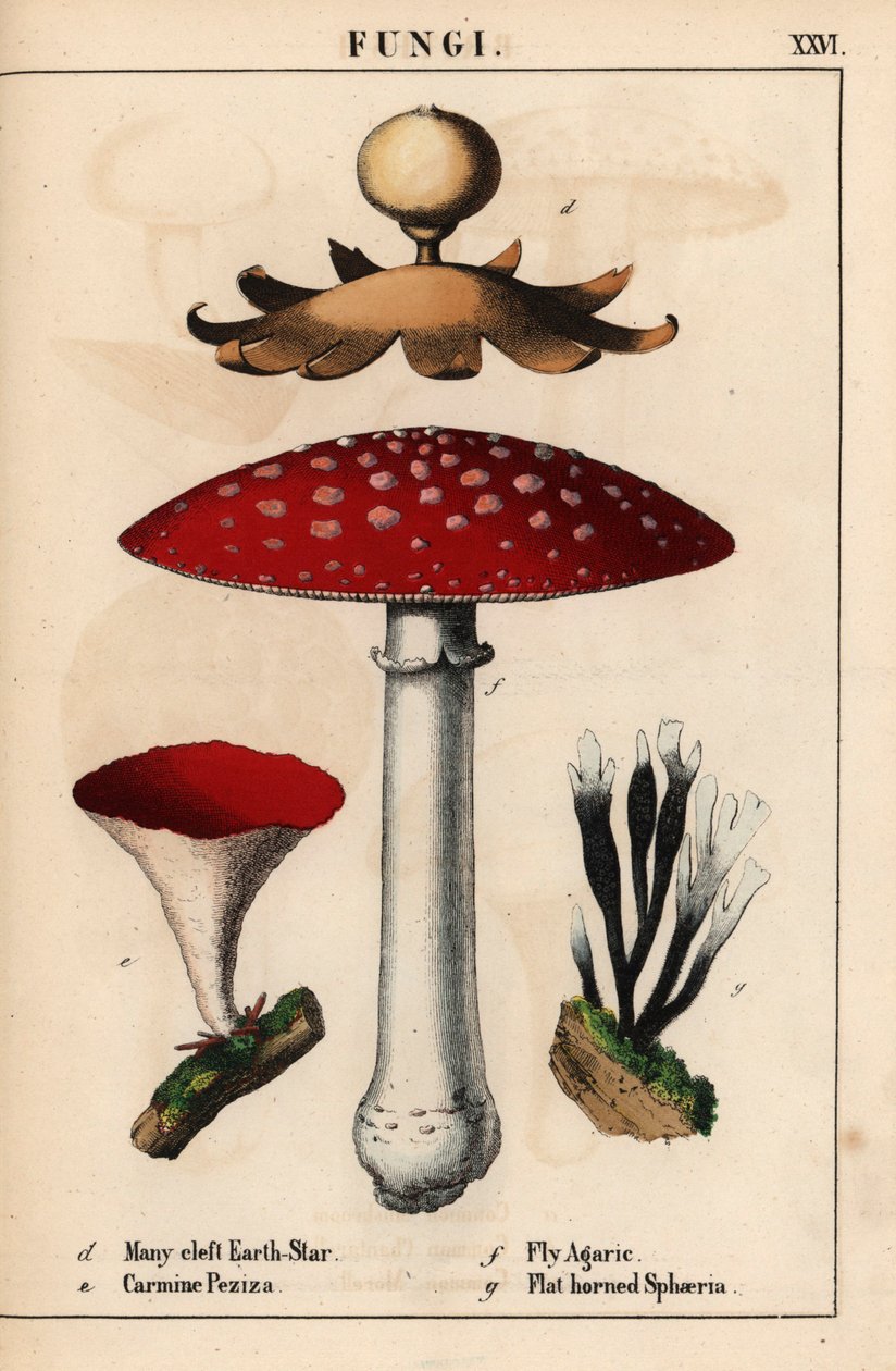 Wieloszczelinowa gwiazda ziemi Geastrum, karminowa Peziza, muchomor Amanita muscaria i grzyby sphaeria o płaskich rogach.   , z „Pouczającej książki z obrazkami, czyli lekcji ze świata warzyw”, [Charlotte Mary Yonge], Edynburg autorstwa English School