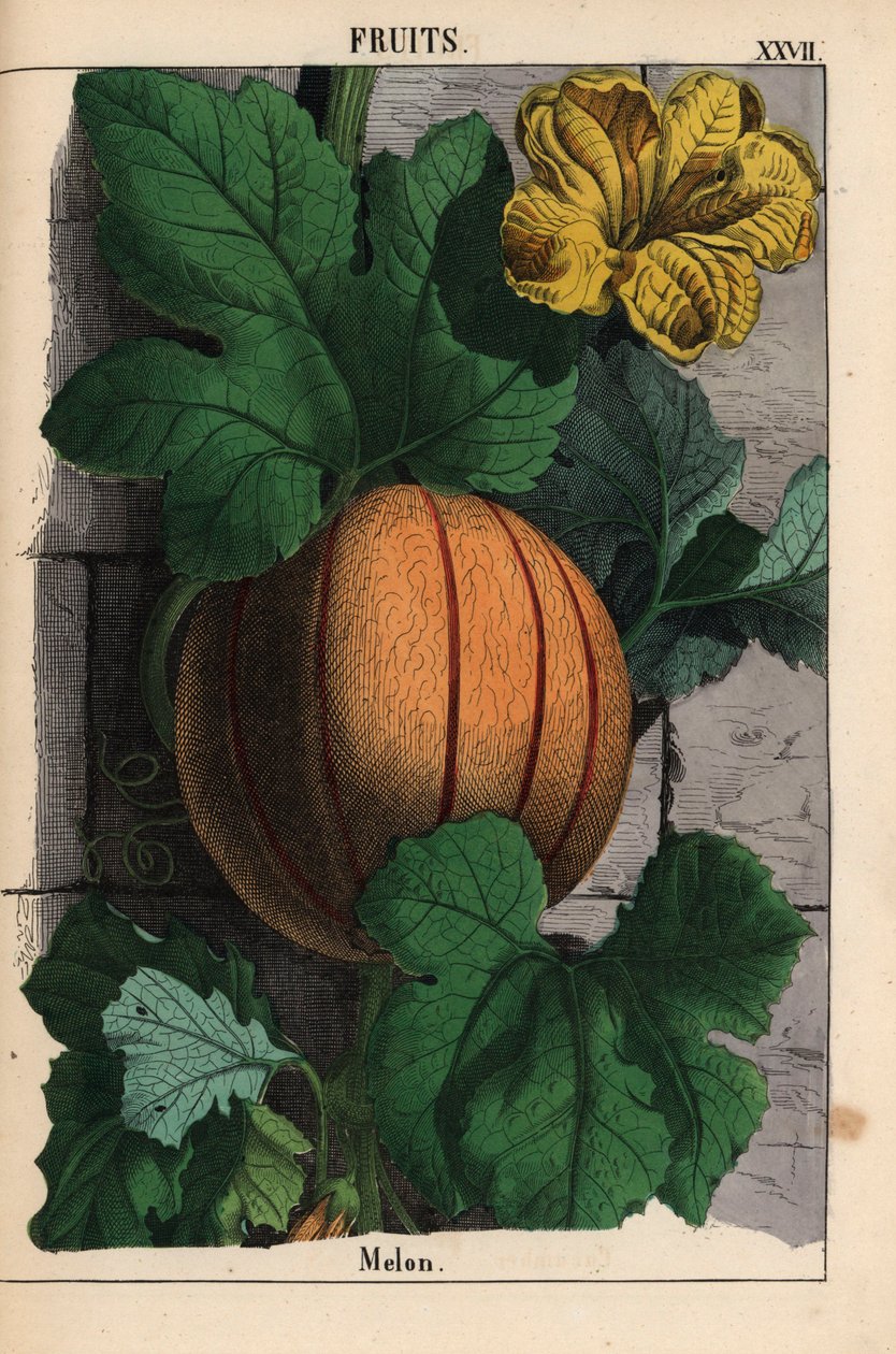 Melon, z dojrzałymi pomarańczowymi owocami, żółtymi kwiatami i dużymi ciemnozielonymi liśćmi Cucumis melo   , z „Pouczającej książki z obrazkami, czyli lekcji ze świata warzyw”, [Charlotte Mary Yonge], Edynburg autorstwa English School