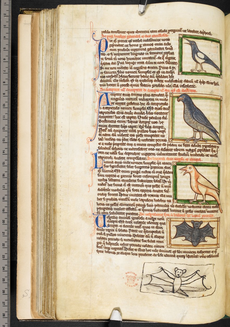 Miniatury ptaków i marginalny rysunek nietoperza z różności teologicznych, w tym Summa de vitiis, Harley 3244, f.55v, ok. 1236-50 (welin) autorstwa English School