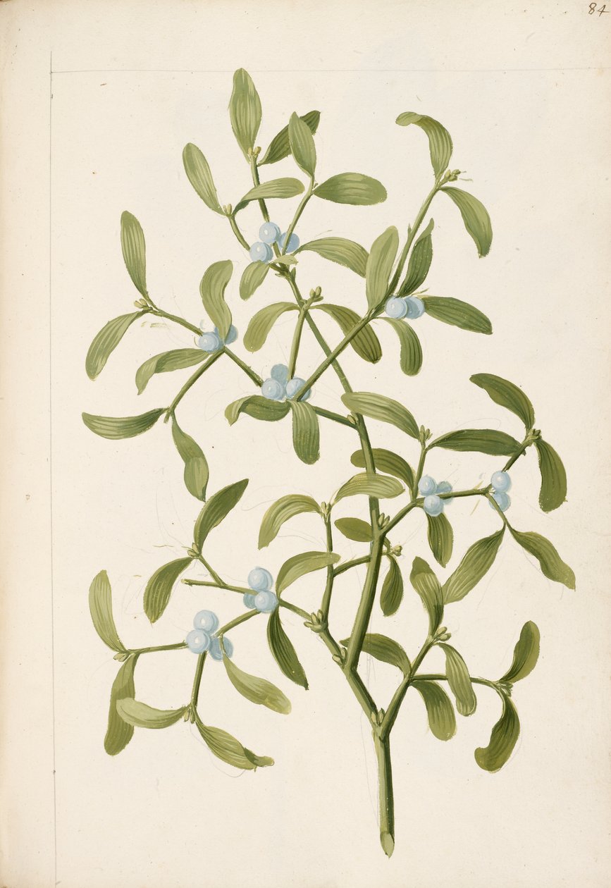 Jemioła. Roślina półpasożytnicza, ok. 1664 r. (litho) autorstwa English School