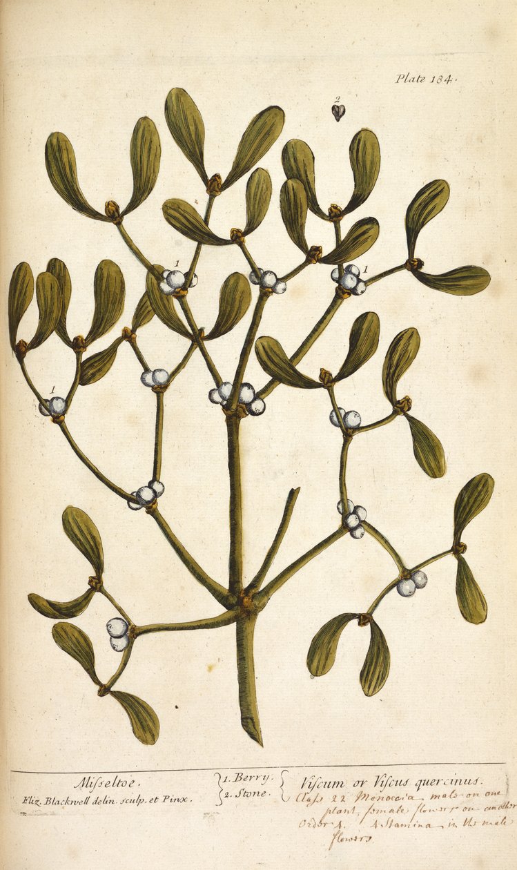 Jemioła, z „Ciekawy Herbal...” Elizabeth Blackwell autorstwa English School