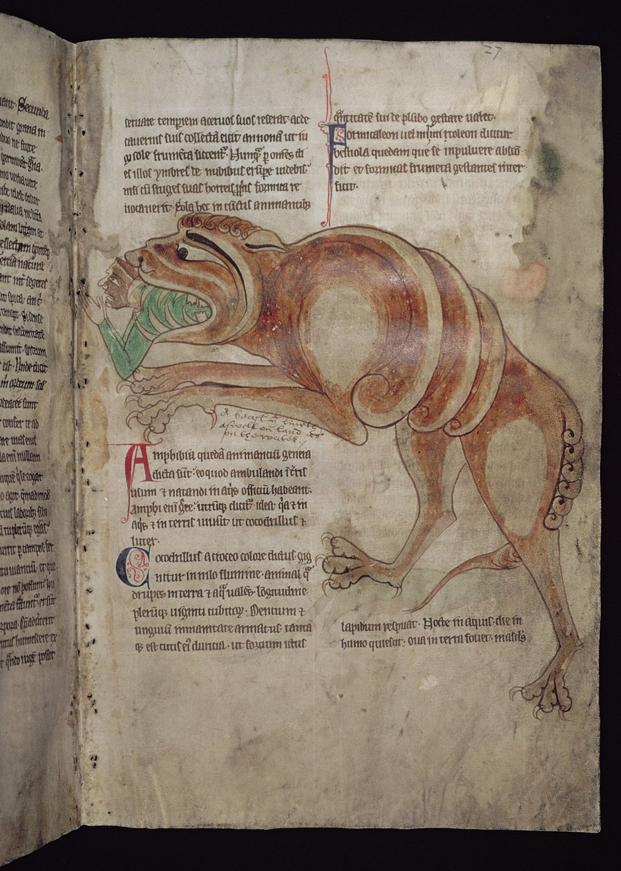 Ms.254 f.24 r Cocodrillus połykający mężczyznę autorstwa English School