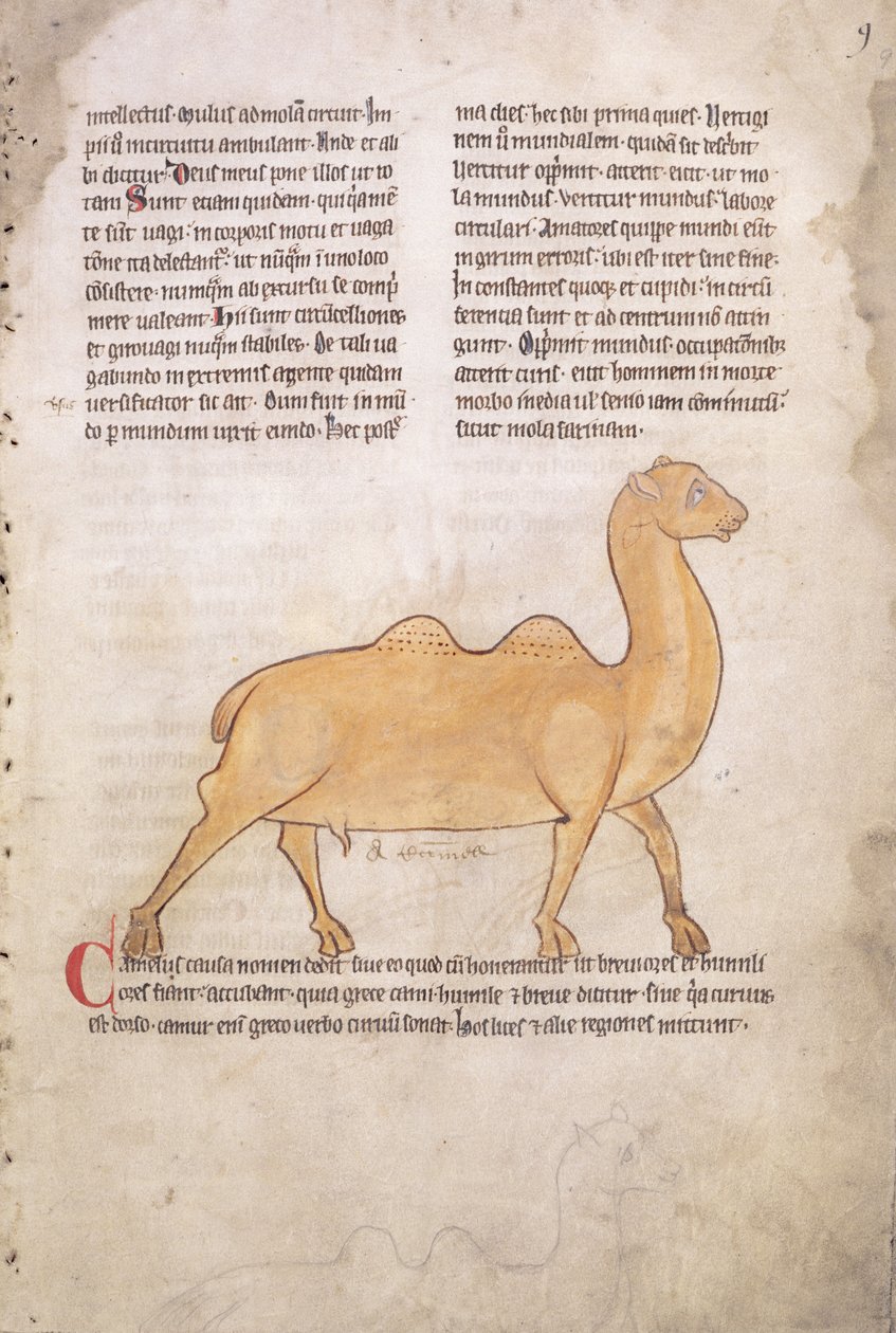 Ms.254 f.9r Wielbłąd z bestiariusza w języku łacińskim, angielskim, początek XIII wieku (rękopis) autorstwa English School