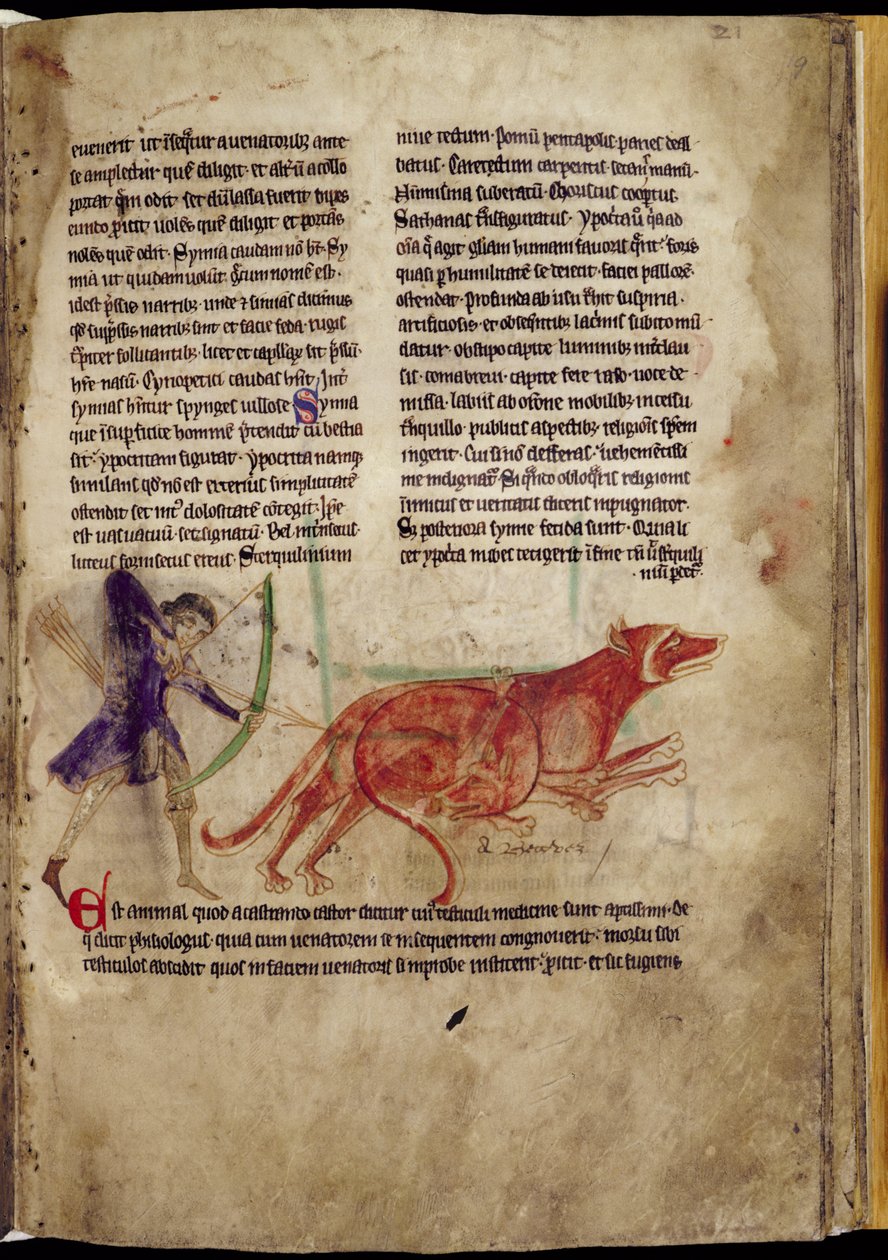 Ms 254, f.19r: Łowca celujący strzałą w dwa bobry, z Bestiariusza, początek XIII w. (pergamin) autorstwa English School