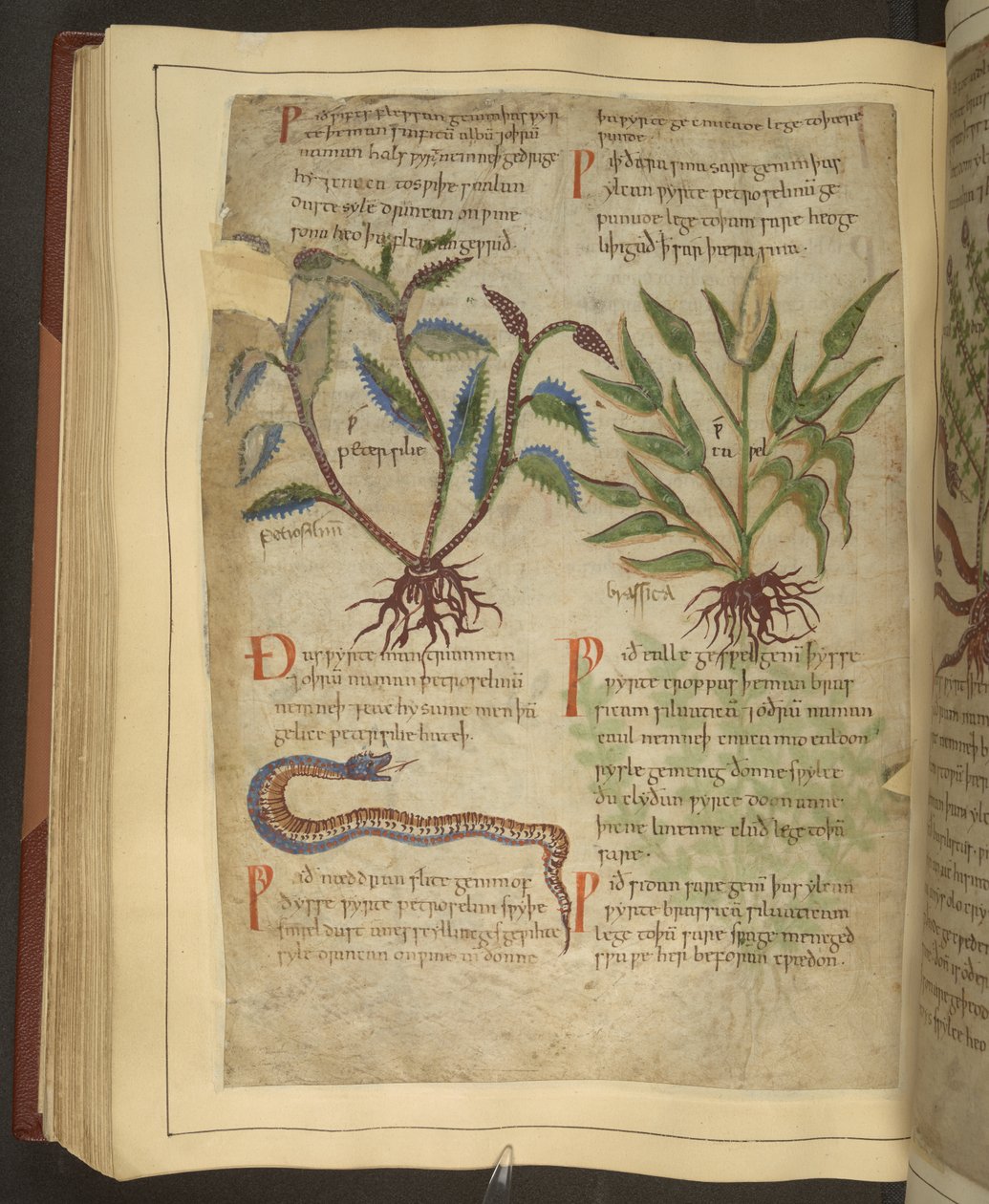 Ms. Cotton Vitellius C.III fol.56v Ilustracje Petersilie, Cawel and a Snake, ze staroangielskiego zielnika oryginalnie autorstwa Apulejusza (123-80AD), początek XI wieku (welum) autorstwa English School