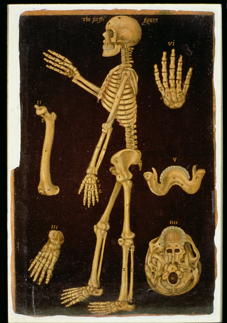 Ms Hunter 364 Table III Dissection, from Anatomical Tables, John Banister (1540-1610) (olej na brązowym papierze) autorstwa English School