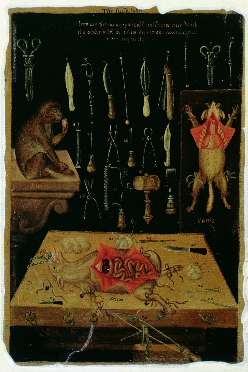 Ms Hunter 364 Tabela I Instrumenty do sekcji, z Anatomical Tables, autorstwa Johna Banistera (1540-1610) (olej na brązowym papierze) autorstwa English School