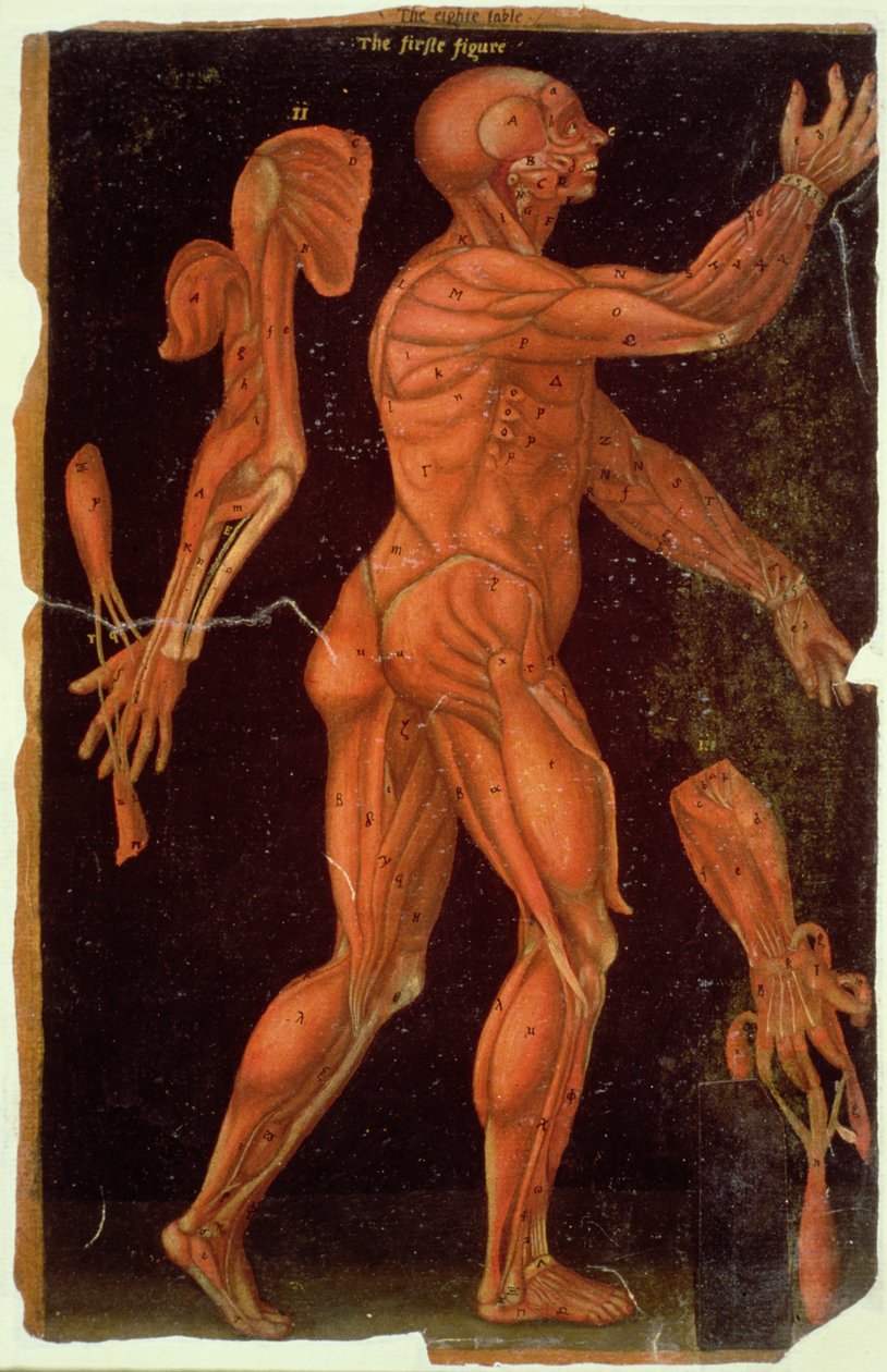 Ms Hunter 364 Table VIII Dissection, z Anatomical Tables, John Banister (1540-1610) (olej na brązowym papierze) autorstwa English School