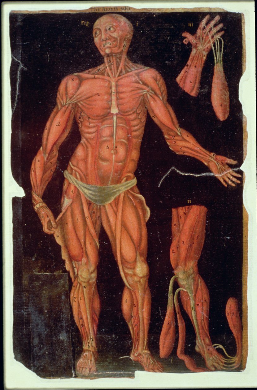 Ms Hunter 364 Table VII Dissection, from Anatomical Tables, John Banister (1540-1610) (olej na brązowym papierze) autorstwa English School