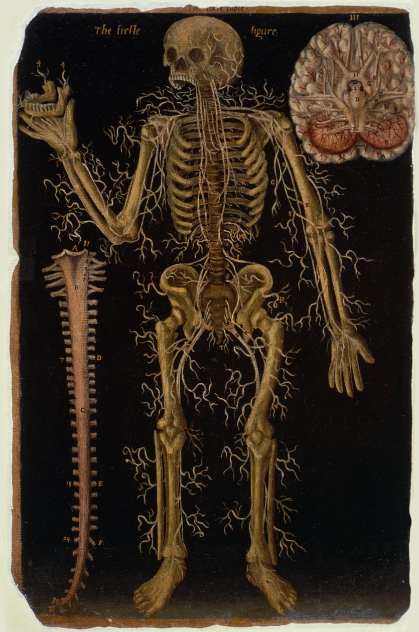 Ms Hunter 364 Table VI Dissection, z Anatomical Tables, John Banister (1540-1610) (olej na brązowym papierze) autorstwa English School