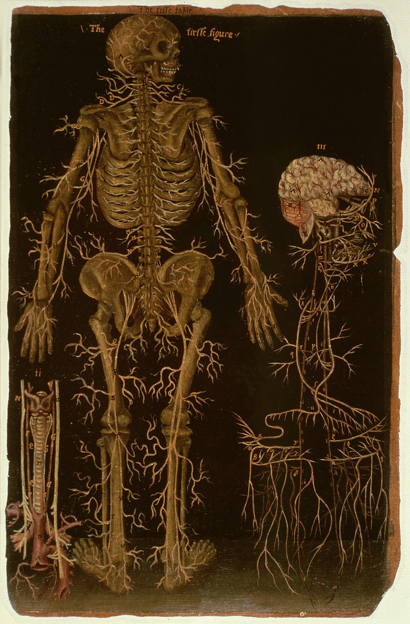 Ms Hunter 364 Table V Dissection, z Anatomical Tables, John Banister (1540-1610) (olej na brązowym papierze) autorstwa English School