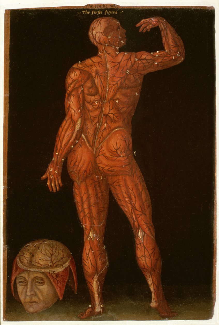 Ms Hunter 364 Table X Dissection, z Anatomical Tables, John Banister (1540-1610) (olej na brązowym papierze) autorstwa English School