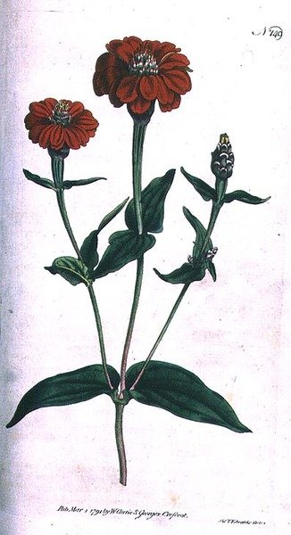 Cynia wielokwiatowa (Cinnia multiflora), tabliczka 149 z „The Botanical Magazine” Williama Curtisa (lub „Flower Garden Displayed”), grawerowana przez F. Sansoma, wyd. 1792 (grawerowanie) autorstwa English School