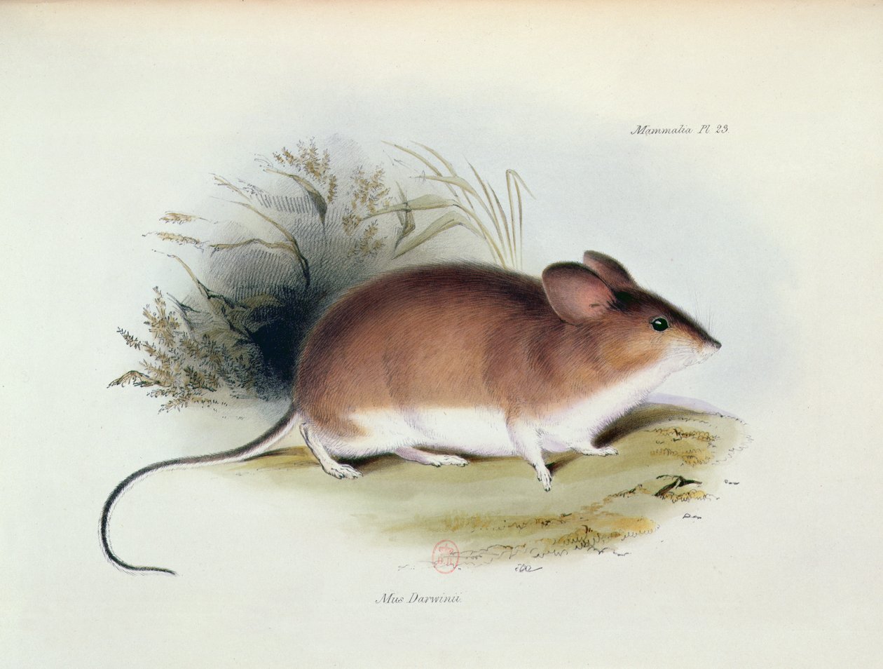 Mus Darwinii, ilustracja z The Zoology of the Voyage of H.M.S. Beagle, 1832-36, Charles Darwin (1809-92), 1840 autorstwa English School
